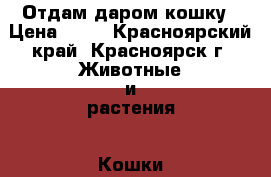 Отдам даром кошку › Цена ­ 50 - Красноярский край, Красноярск г. Животные и растения » Кошки   